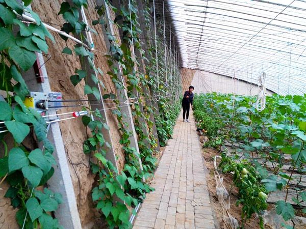 大棚放风机使用实例