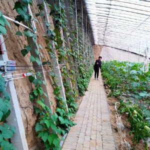 大棚放风机使用实例